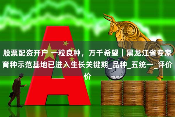 股票配资开户 一粒良种，万千希望｜黑龙江省专家育种示范基地已进入生长关键期_品种_五统一_评价